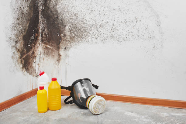 Best Office Mold Removal Services  in Cozad, NE
