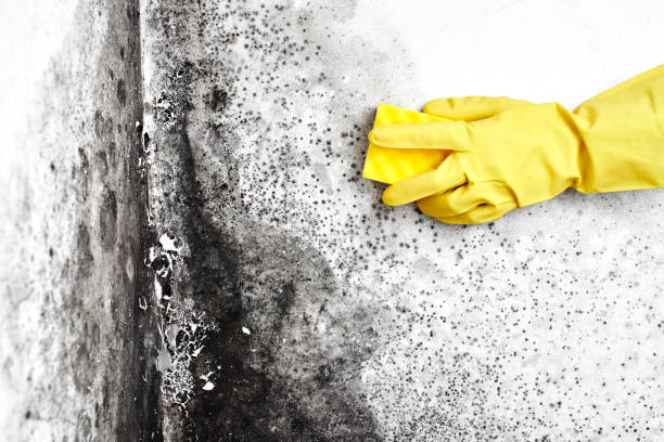 Best Toxic Mold Removal  in Cozad, NE