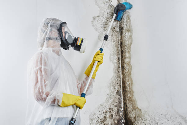 Best Black Mold Removal  in Cozad, NE