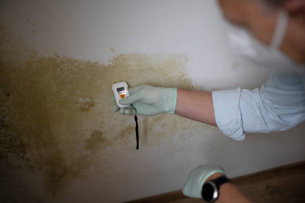 Best Local Mold Removal Service  in Cozad, NE