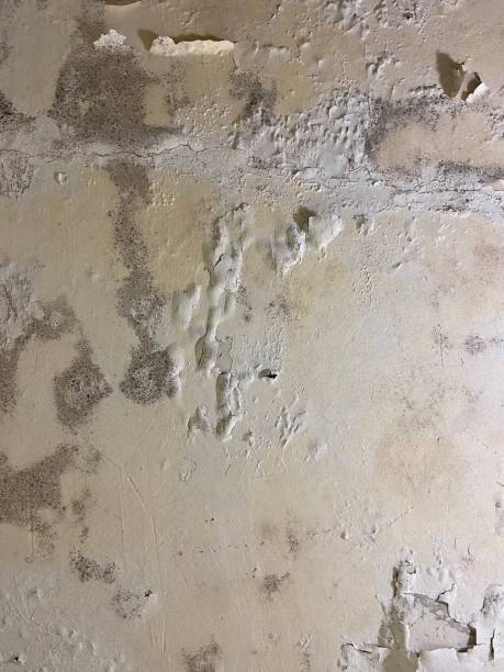 Best Mold Remediation  in Cozad, NE