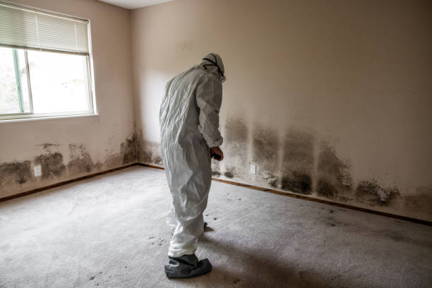 Best Fast Mold Removal  in Cozad, NE
