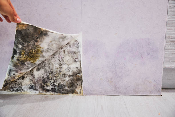 Best Same-Day Mold Removal  in Cozad, NE